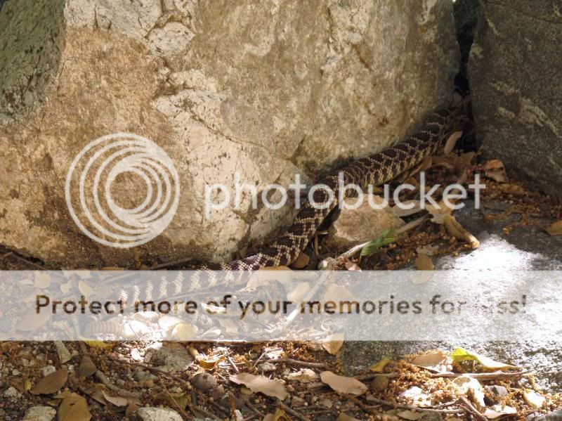 Snake1.jpg