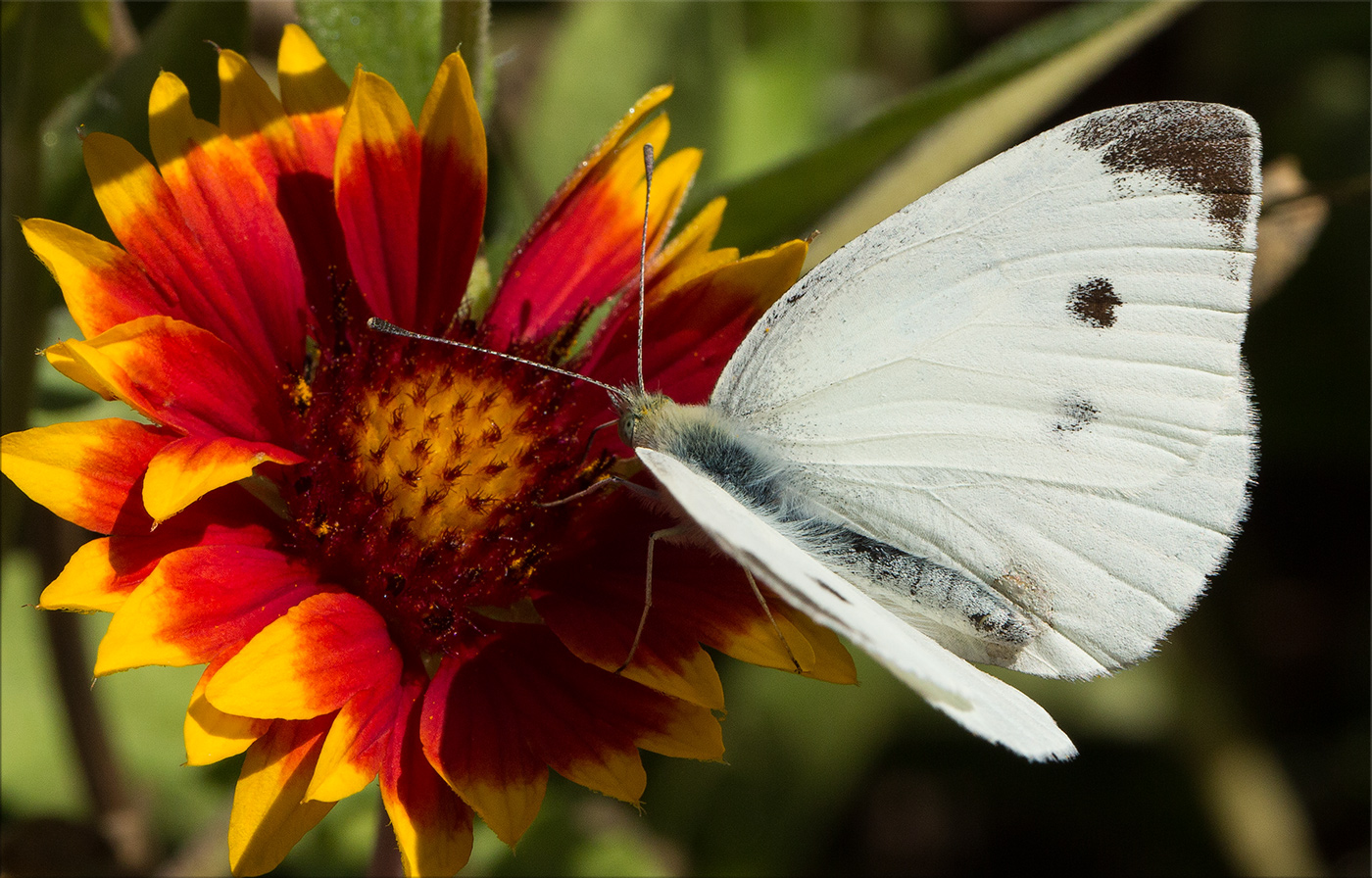macro-1.jpg