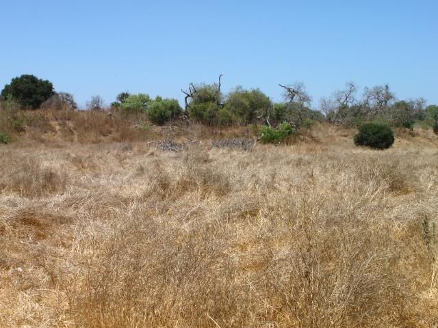 IMG_2926.jpg