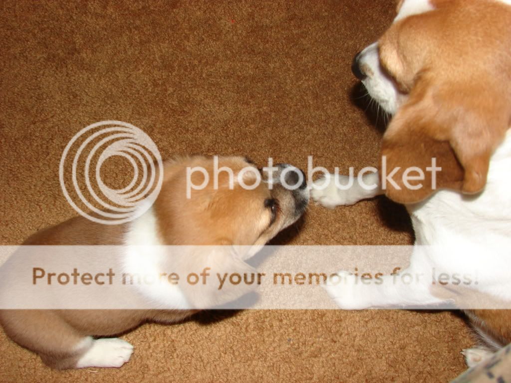 macybear021.jpg