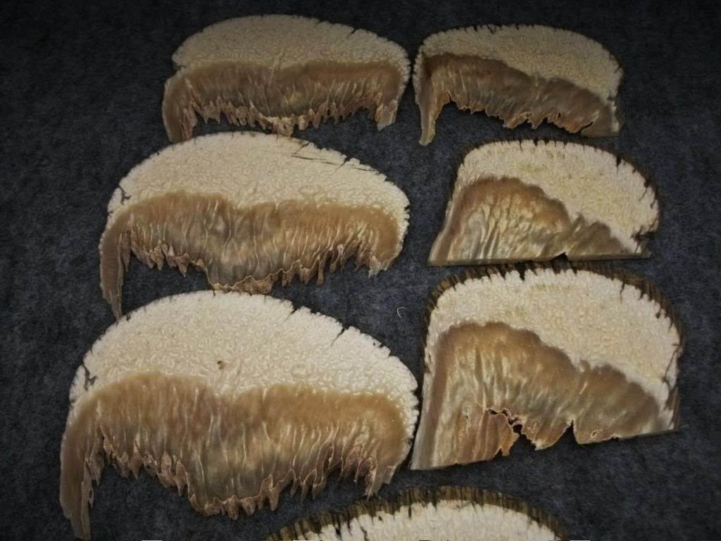 MUSKOXSLICES008.jpg