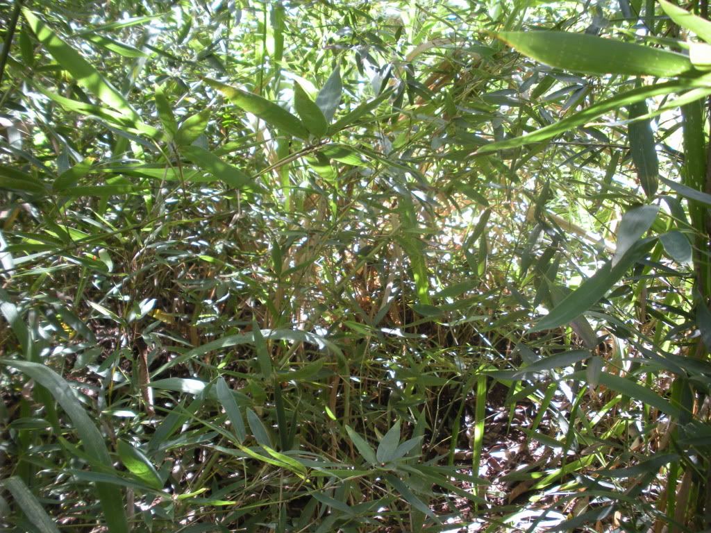 DSCN0752.jpg