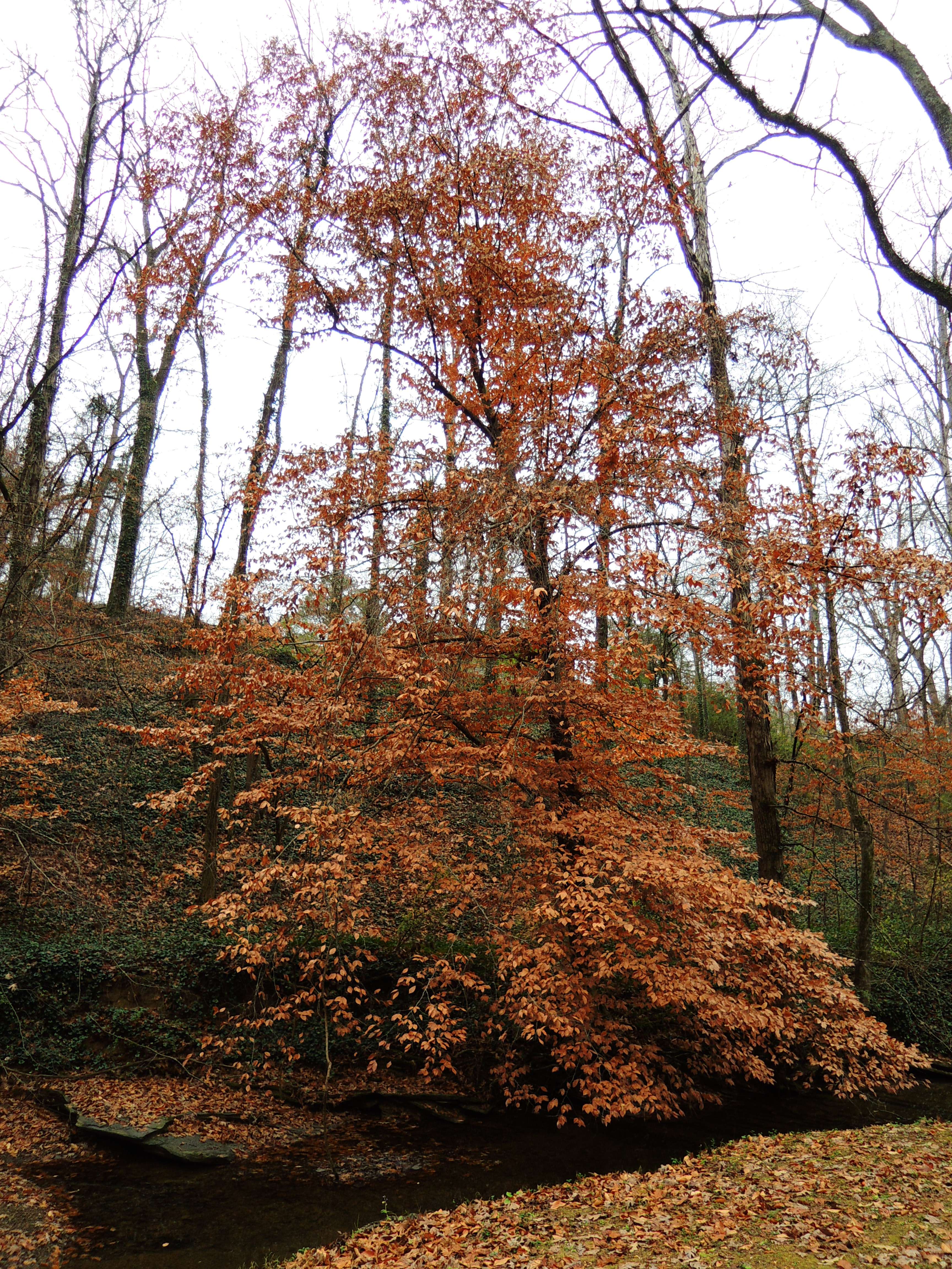 dscn3494e.jpg
