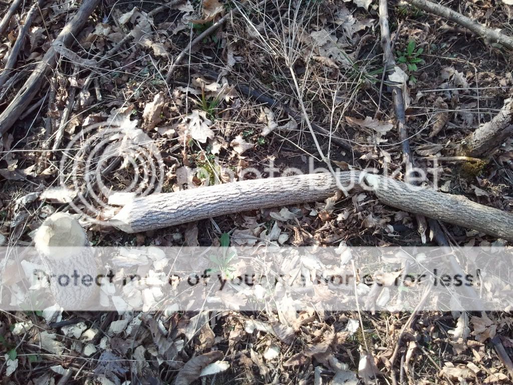 2012-03-17163406.jpg
