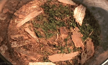 trapdoor_zpse90a19a1.gif