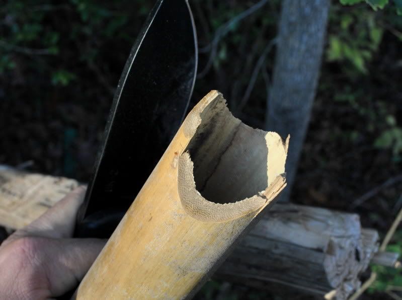 20bamboo2.jpg