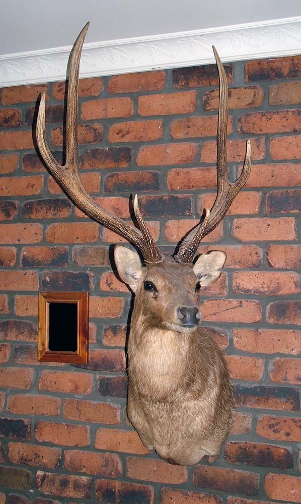 Rusa_zps3b93d967.jpg