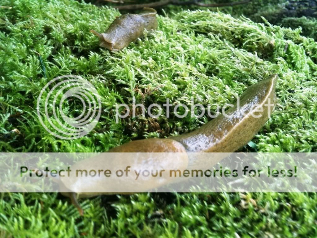 slug1.jpg