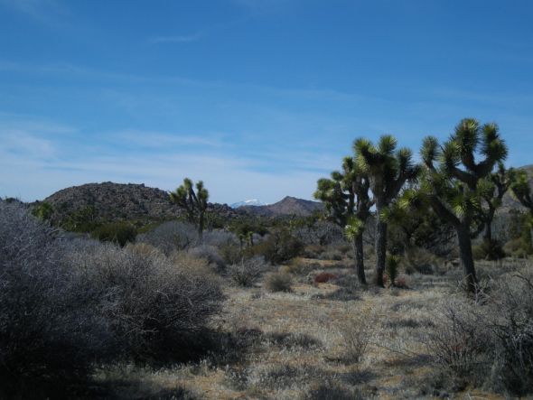 joshuatree1_zps762809e9.jpg