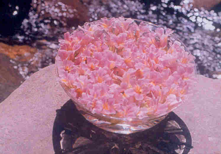 flower_essences.jpg