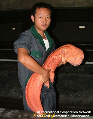 Chinese-giant-salamander-5.jpg