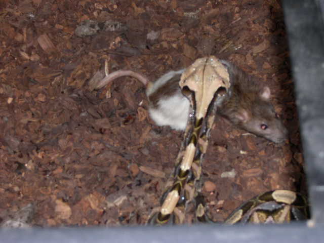 DSCN0994.JPG