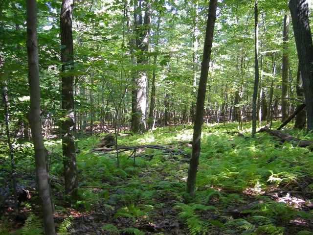 camping047.jpg