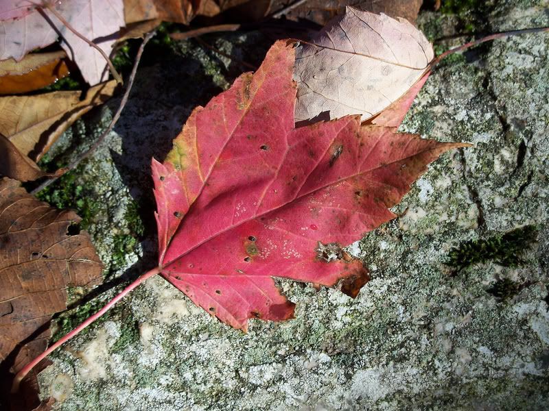 2956262655_1c11e798d5_b.jpg
