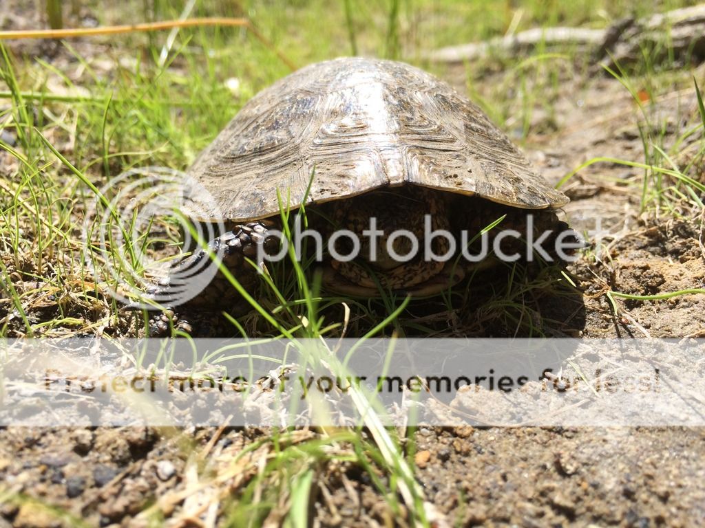 IMG_9710_zpscuya7sni.jpg