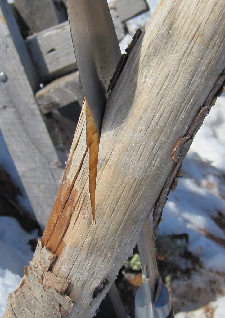 1625inch32ozBCondeadredoak.jpg