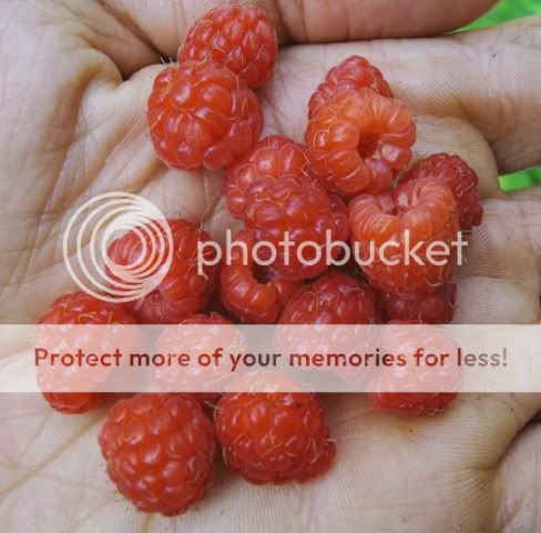PICT0398.jpg