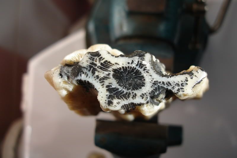 coral1.jpg