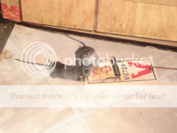 mices.jpg