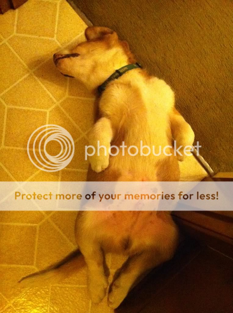 Ollie3.jpg