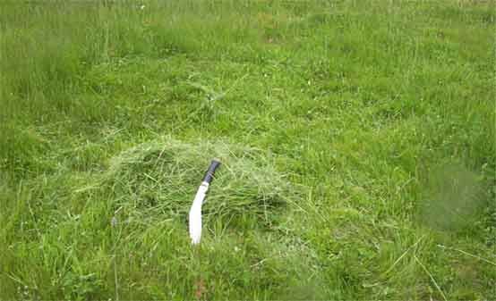 18_ak_grasses.jpg