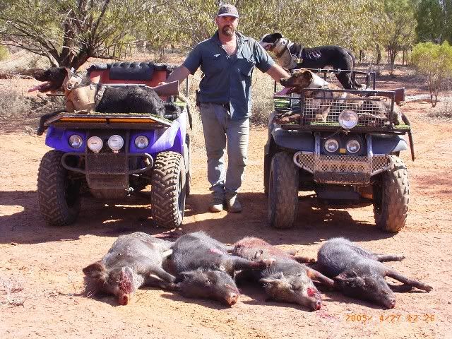 AussieRat4.jpg