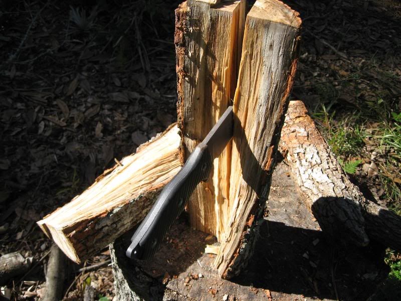 TreeNov2005023.jpg