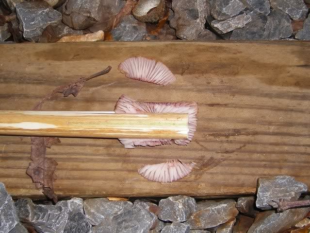 fig4019.jpg