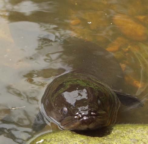begging_eel_motueka.jpg