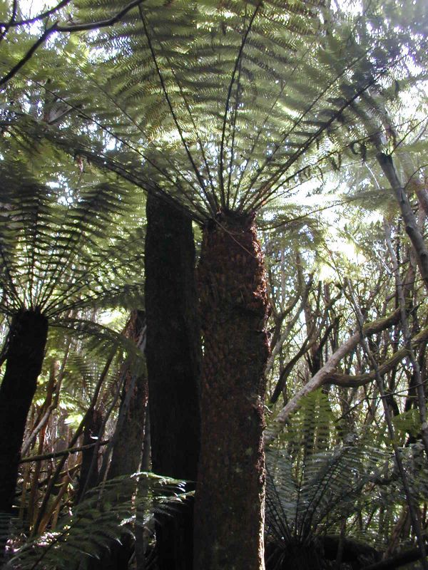 tassie-1.0005_small.jpg