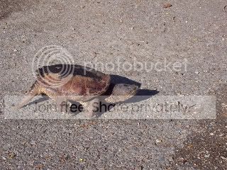 snapturtle005.jpg