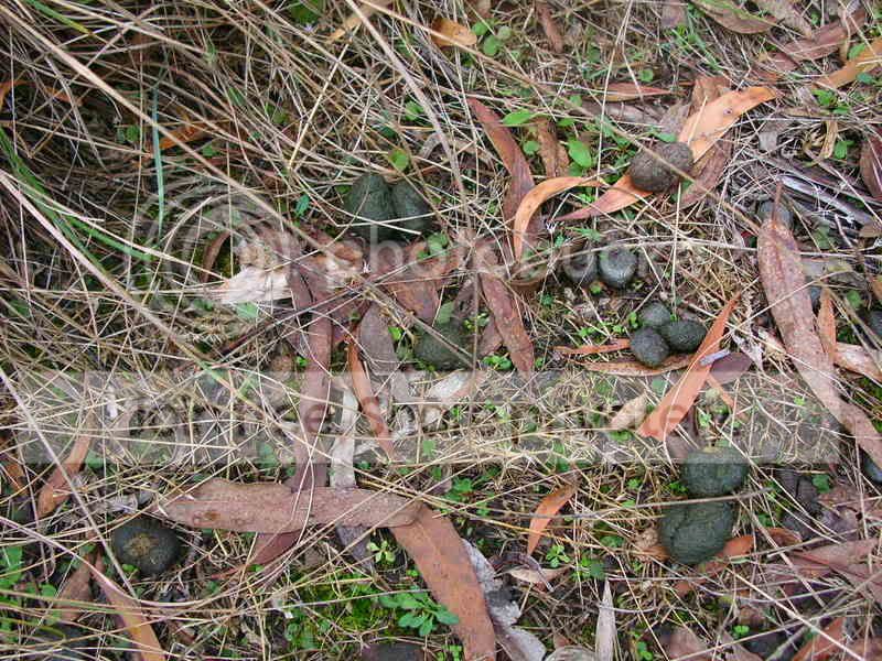 Wallabydroppings-1.jpg