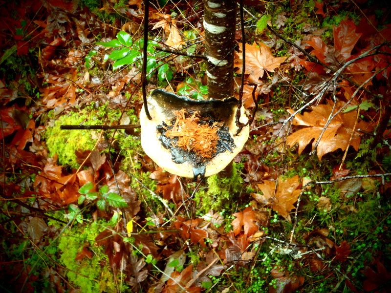 TodInletFall2012002-1.jpg