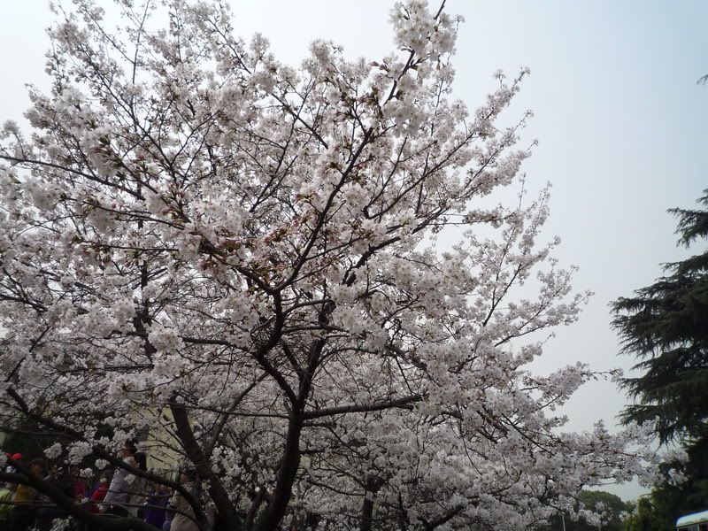 P1050199.jpg