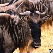 wildebeest3.jpg