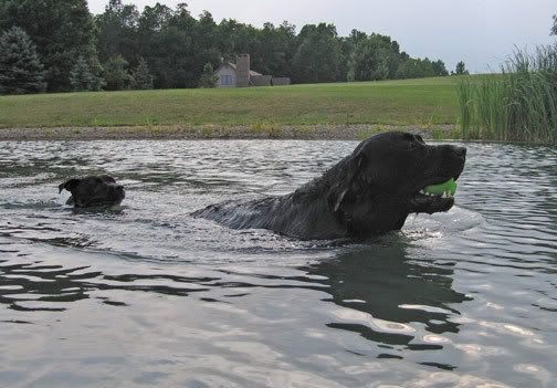 water_buddies.jpg
