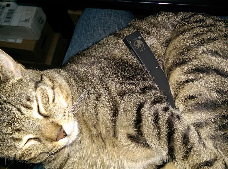 cat-ut.jpg