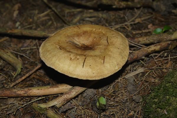 Wald14klein.jpg