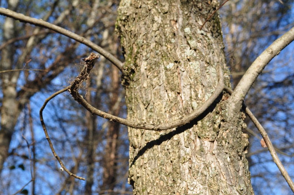 DSC_0988.jpg