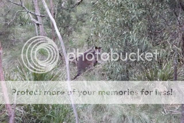 Wallaby1.jpg