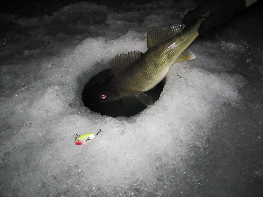 PK_Walleye20.jpg
