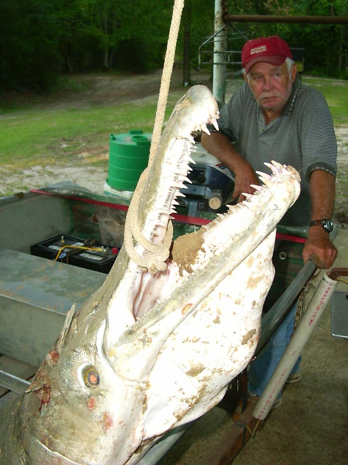 alligator-gar.jpg