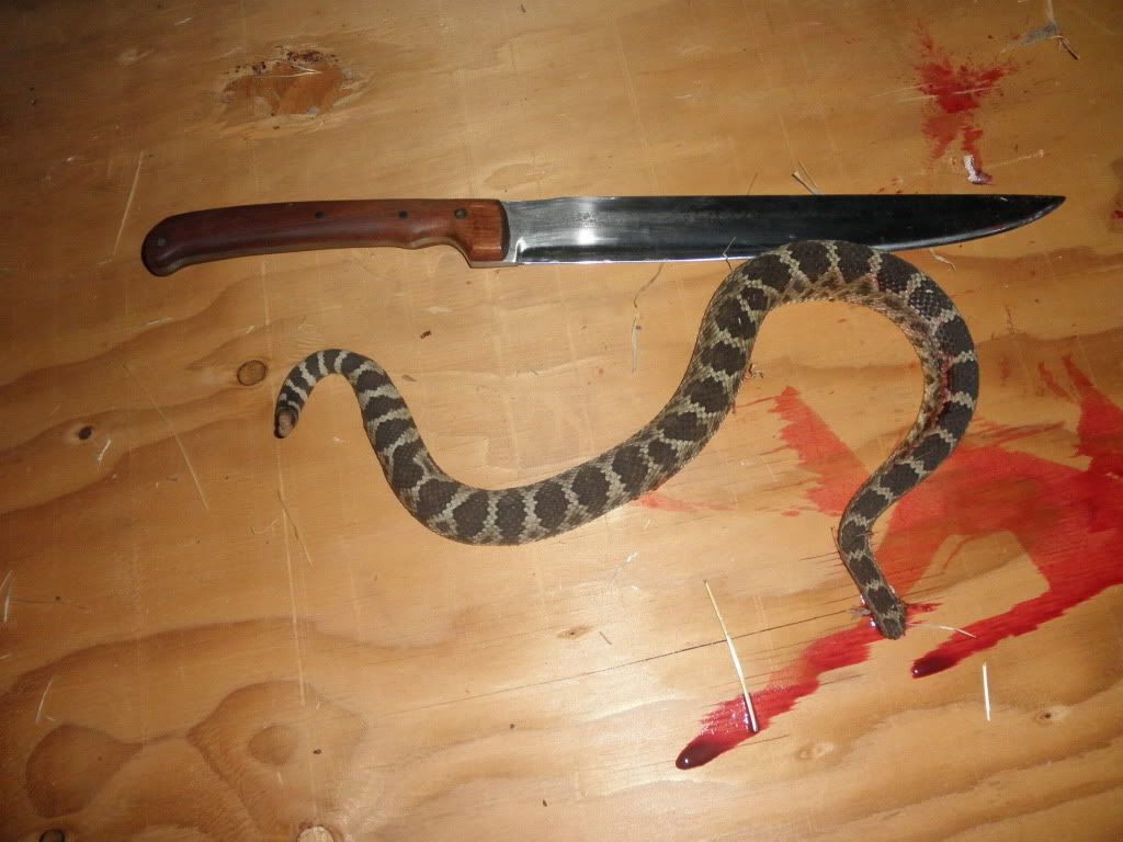 rosy227.jpg