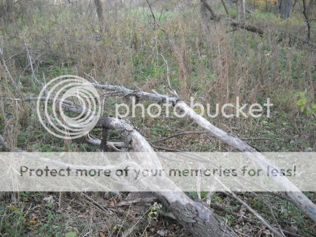 Deadstandingwood.jpg