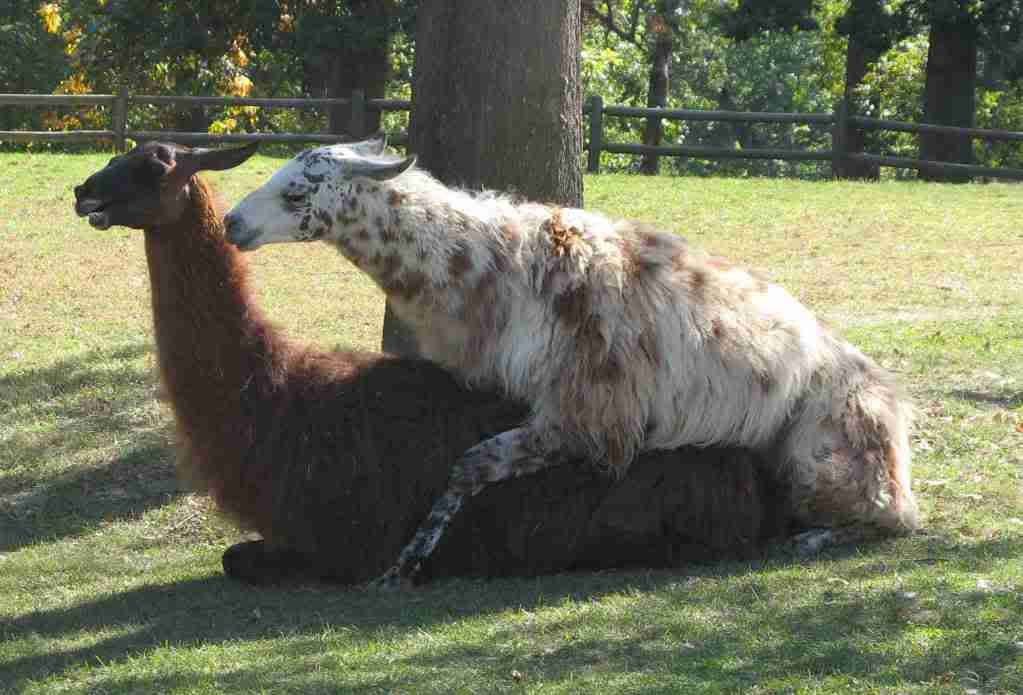 llamasex.jpg