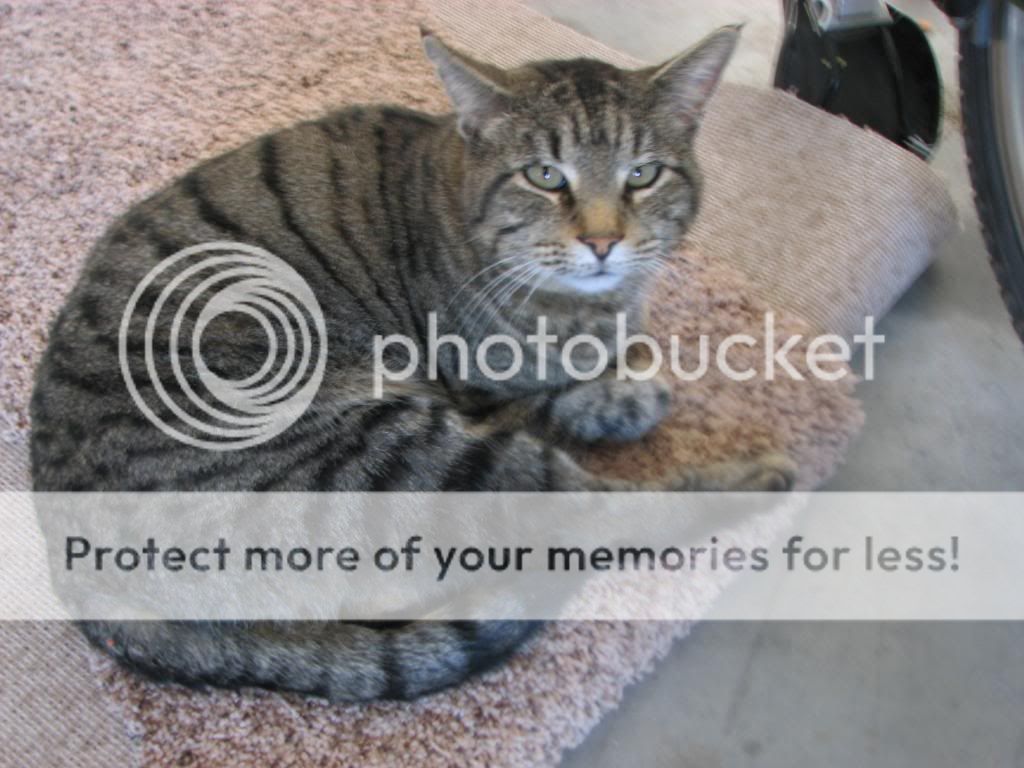 IMG_3879_zps2759a7e6.jpg