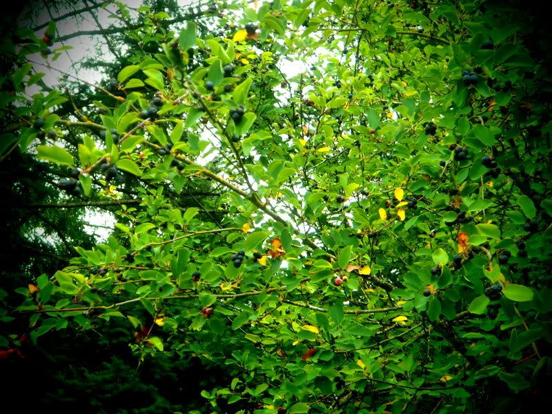 009-7.jpg