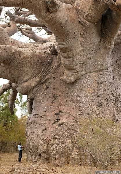 fattree.jpg