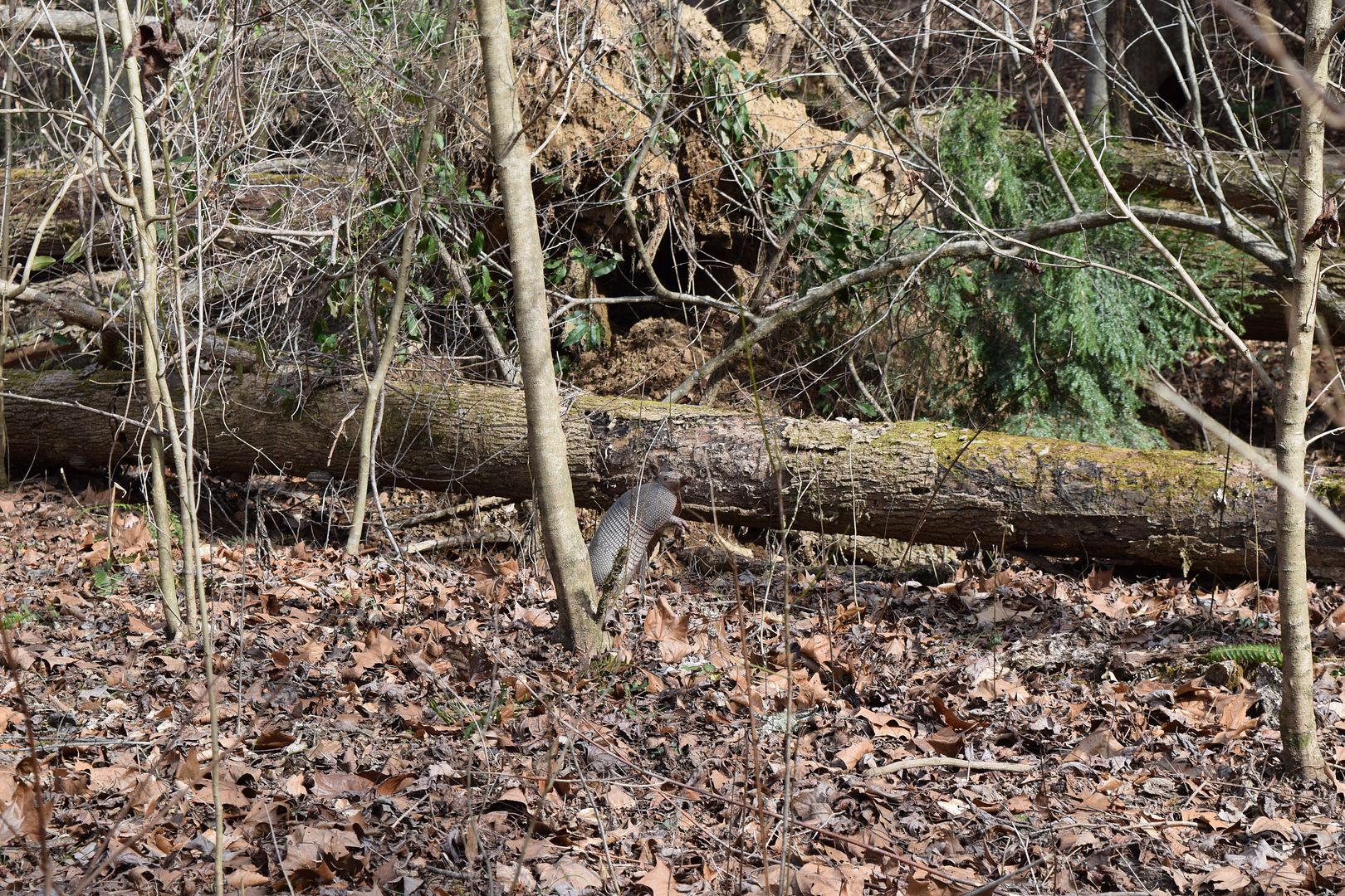 DSC_0022_zpscj7afpxw.jpg