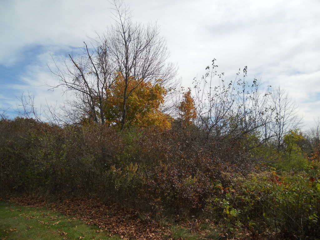 008-4.jpg